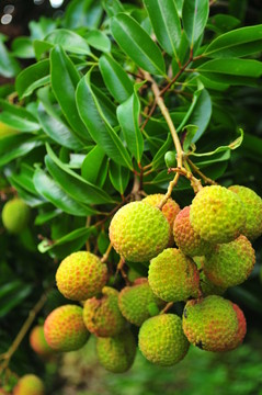 廣東水果 荔枝