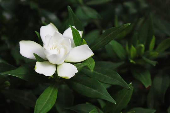 梔子花開