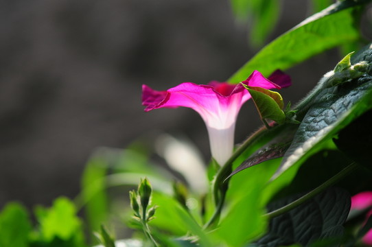 花卉