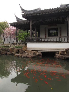 蘇州木瀆 嚴家花園 錦鯉