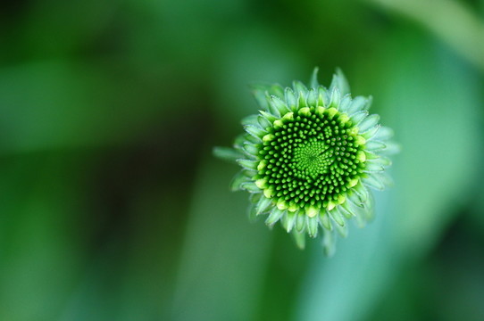 花卉