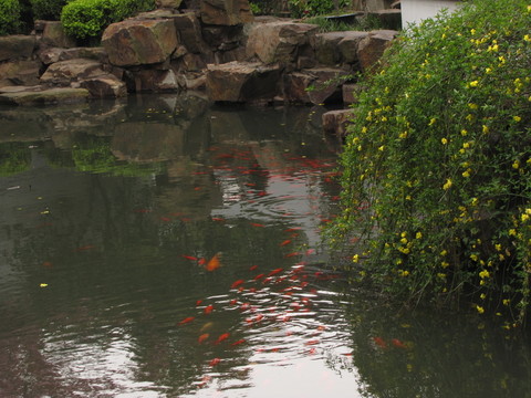 蘇州木瀆 嚴家花園 錦鯉迎春