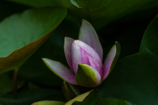 蓮花