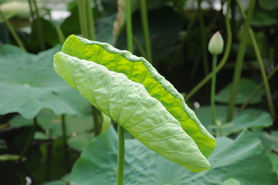 荷葉