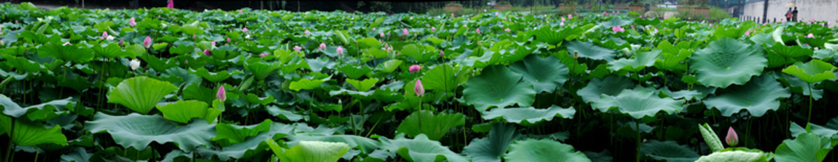 合肥包河公園 荷葉荷花