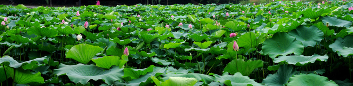 合肥包河公園 荷葉荷花