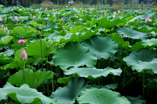 合肥包河公園 荷葉荷花