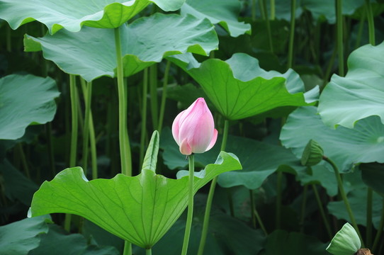 合肥包河公園 荷葉荷花