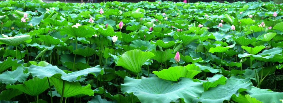 合肥包河公園 荷葉荷花