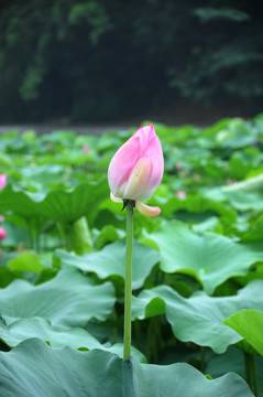 合肥包河公園 荷葉荷花