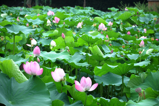 合肥包河公園 荷葉荷花
