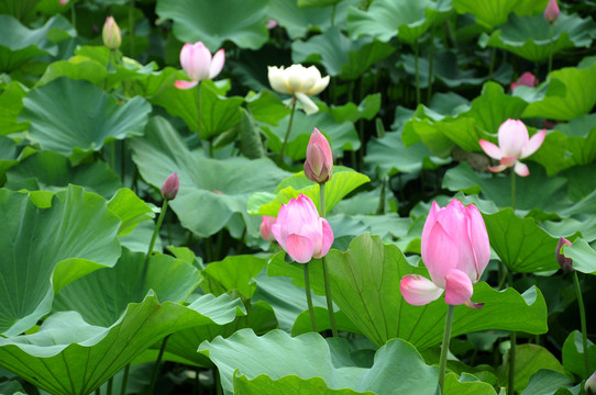 合肥包河公園 荷葉荷花