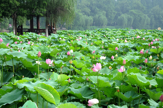 合肥包河公園 荷葉荷花