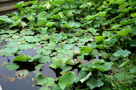 合肥包河公園 荷葉荷花
