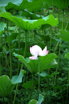 合肥包河公園 荷葉荷花