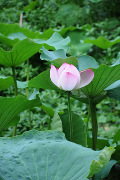 蓮花 荷花