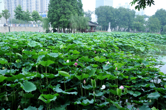 合肥包河公園 荷葉荷花