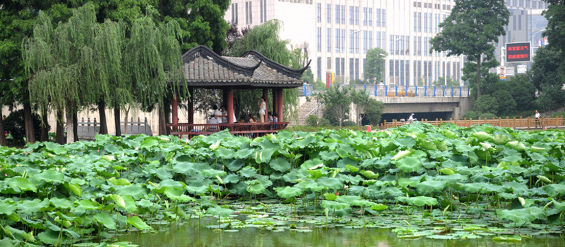 合肥包河公園 荷葉荷花
