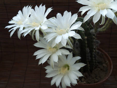 仙人球花 潔白 花朵 露珠