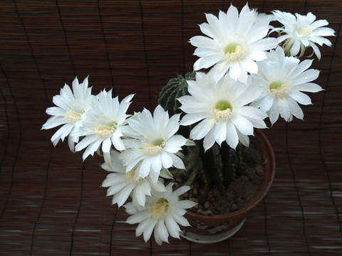 仙人球花 潔白 花朵 露珠