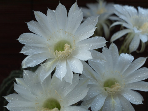 仙人球花 潔白 花朵 露珠