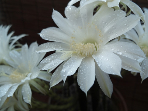 仙人球花 潔白 花朵 露珠 盛