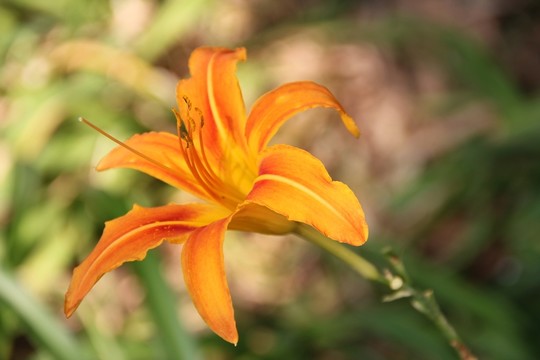 黃花菜