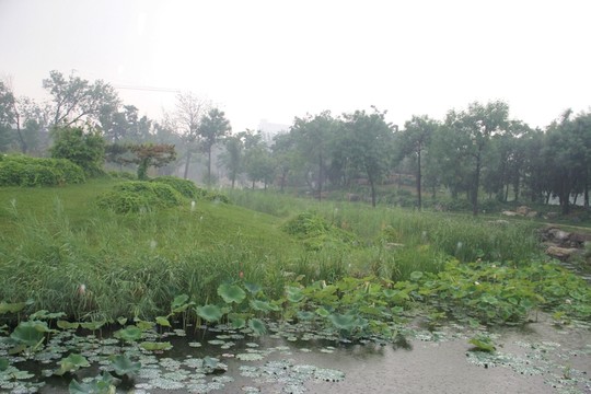 雨天天津北寧公園荷塘