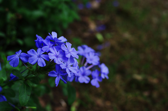 藍雪花