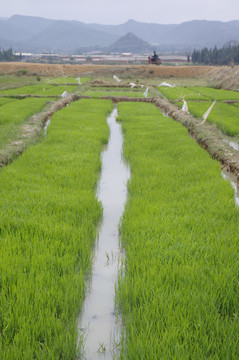 麥田