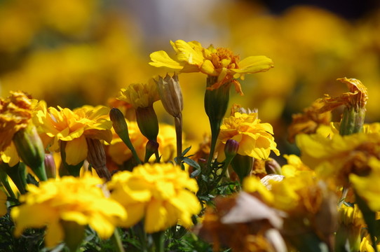 萬壽菊