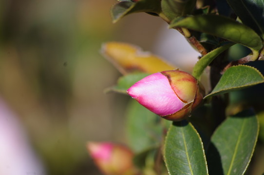 茶花