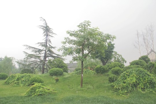 雨天北寧公園綠地樹木