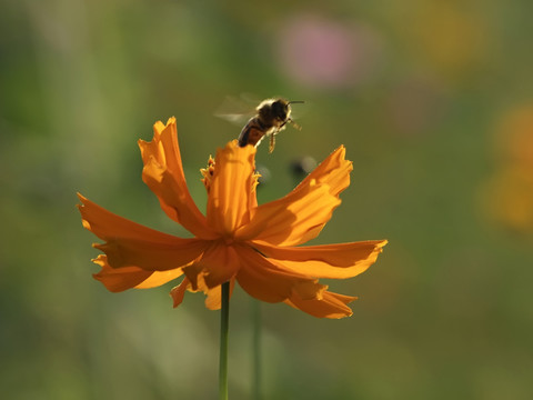 小花