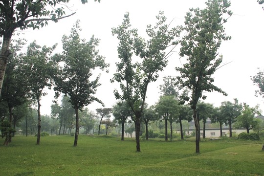 雨天北寧公園綠地樹(shù)木