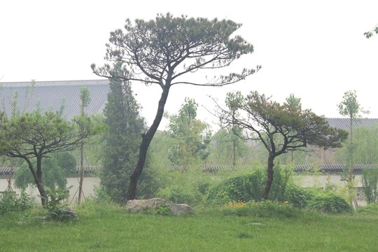 雨天北寧公園湖水草坪松樹盆景