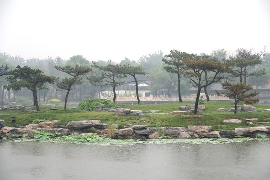 雨天北寧公園湖水草坪松樹盆景