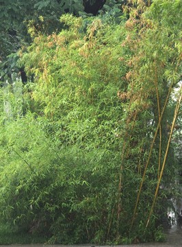 雨天北宁公园竹子