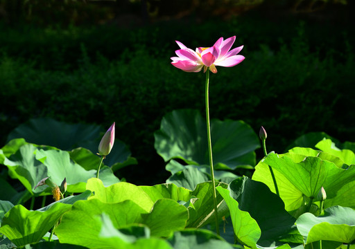 荷花