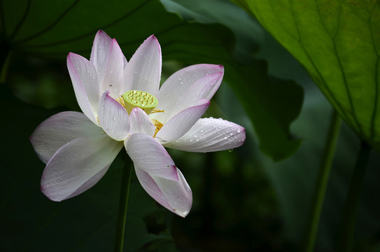 荷花