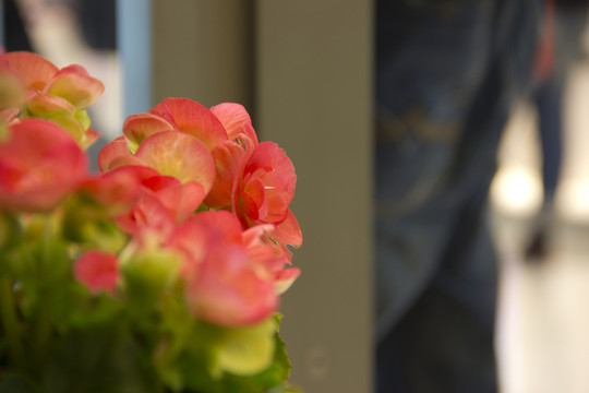 鮮花