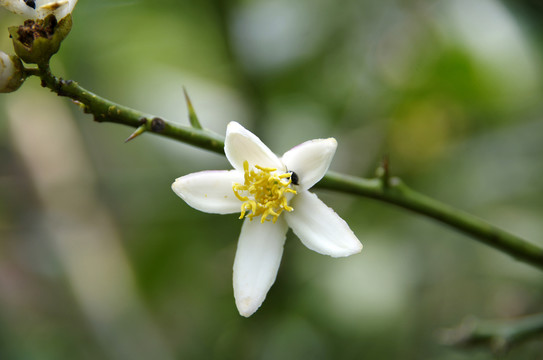 中國中藥村花卉 佛手花