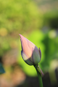 荷花 花苞