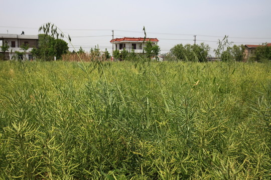 油菜田