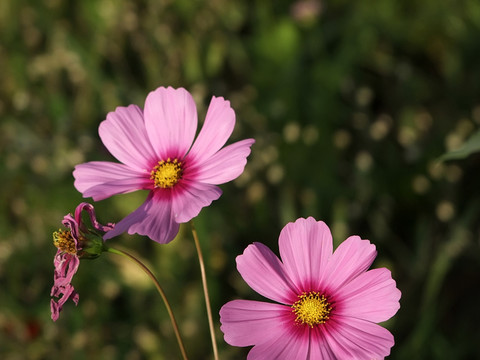 小花