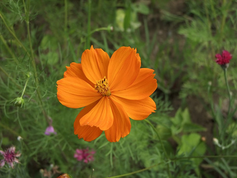 小花