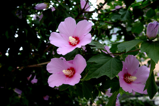 木槿花