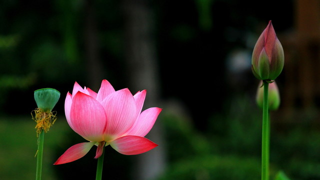 紅荷花