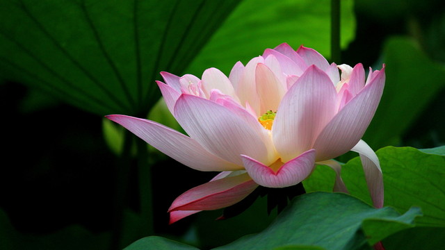 荷花