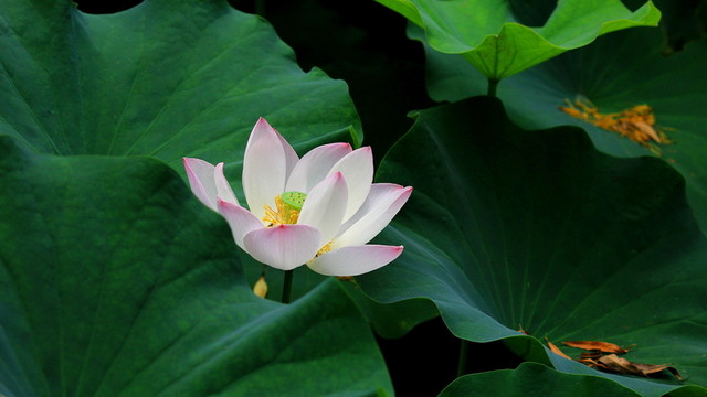 荷花仙子